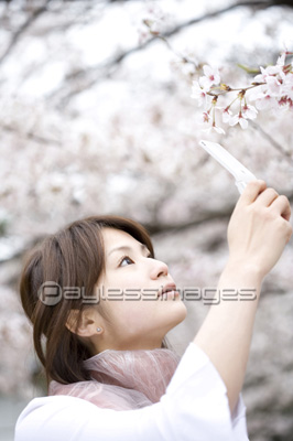 桜の写真を撮る女性