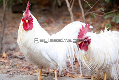 伊勢神宮のニワトリ 商用利用可能な写真素材 イラスト素材ならストックフォトの定額制ペイレスイメージズ