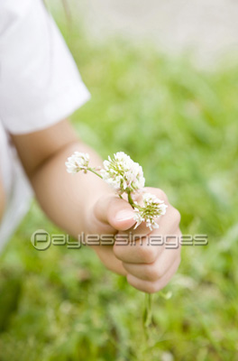 花を摘む女の子の手元 商用利用可能な写真素材 イラスト素材ならストックフォトの定額制ペイレスイメージズ