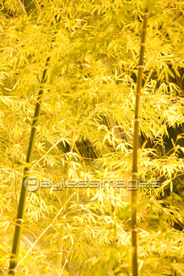 �饤�ȥ��åפ��줿��