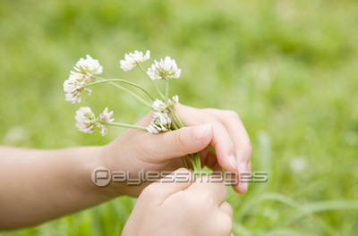 花を摘む女の子の手元 ストックフォトの定額制ペイレスイメージズ