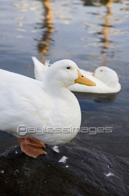 ���ҥ�