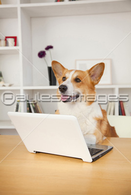 ノートパソコンとコーギー ストックフォトの定額制ペイレスイメージズ