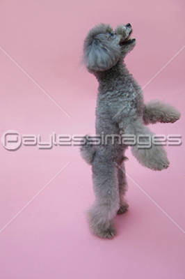 ちんちんをするトイプードル 商用利用可能な写真素材 イラスト素材ならストックフォトの定額制ペイレスイメージズ