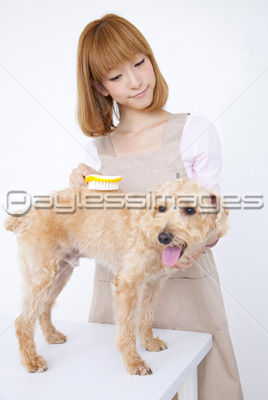 トリミングサロンの写真 イラスト素材 写真素材 ストックフォトの定額制ペイレスイメージズ