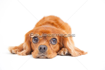 伏せをするチワワ - 商用利用可能な写真素材・イラスト素材なら