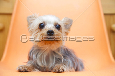 伏せをするチワワ - 商用利用可能な写真素材・イラスト素材なら