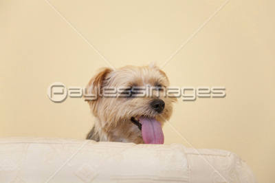 �Ρ��ե������ƥꥢ