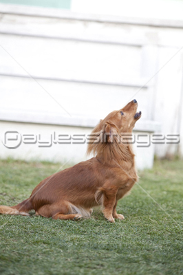 ���Ǥ������򤹤�ߥ˥��奢���å����ե��