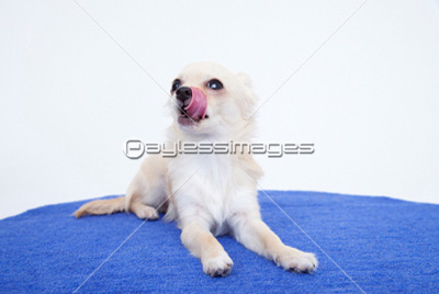 伏せをするチワワ - 商用利用可能な写真素材・イラスト素材なら