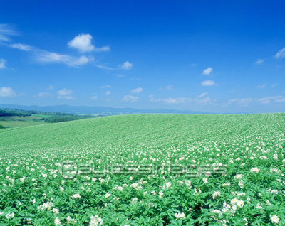 畑と青空 ジャガイモ畑 商用利用可能な写真素材 イラスト素材ならストックフォトの定額制ペイレスイメージズ