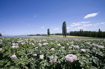 ジャガイモの花とポプラ 商用利用可能な写真素材 イラスト素材ならストックフォトの定額制ペイレスイメージズ