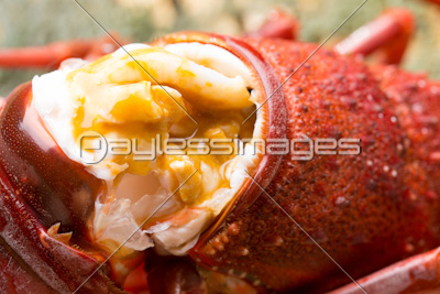 伊勢海老 商用利用可能な写真素材 イラスト素材ならストックフォトの定額制ペイレスイメージズ