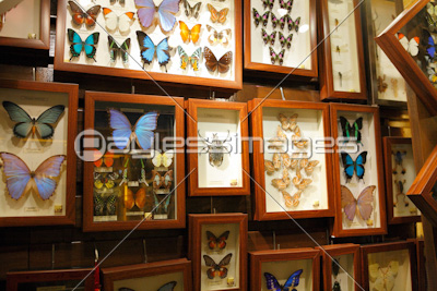 蝶の標本 商用利用可能な写真素材 イラスト素材ならストックフォトの定額制ペイレスイメージズ