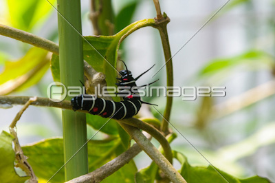 オオゴマダラチョウの幼虫 ストックフォトの定額制ペイレスイメージズ