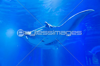 クロガネウシバナトビエイ 商用利用可能な写真素材・イラスト素材ならストックフォトの定額制ペイレスイメージズ