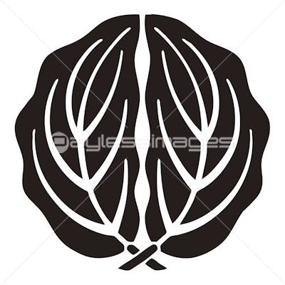 光琳抱き柏 こうりんだきかしわ ストックフォトの定額制ペイレスイメージズ