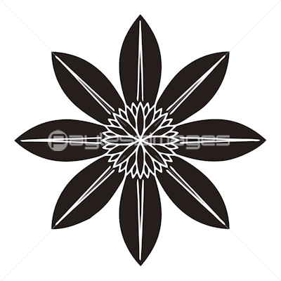 八つ花鉄仙 やつはなてっせん 商用利用可能な写真素材 イラスト素材ならストックフォトの定額制ペイレスイメージズ 八つ花鉄仙 やつはなてっせん 商用利用可能な写真素材 イラスト素材ならストックフォトの定額制ペイレスイメージズ