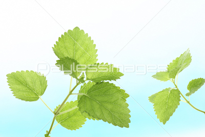 レモンバーム ストックフォトの定額制ペイレスイメージズ