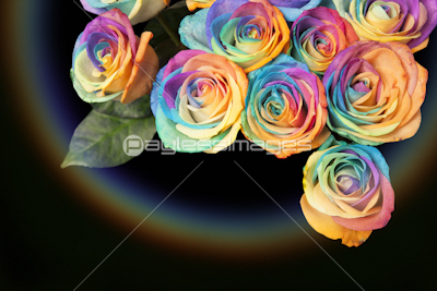 レインボーローズ 商用利用可能な写真素材 イラスト素材ならストックフォトの定額制ペイレスイメージズ