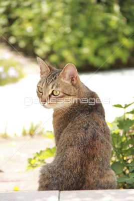 庭の木陰で座っている猫 商用利用可能な写真素材 イラスト素材ならストックフォトの定額制ペイレスイメージズ