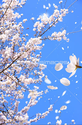舞い散る桜の花 商用利用可能な写真素材 イラスト素材ならストックフォトの定額制ペイレスイメージズ