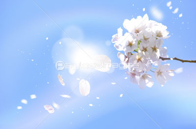 舞い散る桜の花 ストックフォトの定額制ペイレスイメージズ