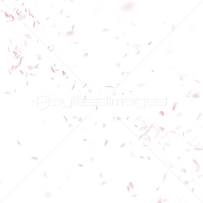 舞い散る桜吹雪 ストックフォトの定額制ペイレスイメージズ
