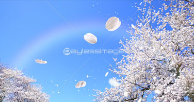 舞い散る桜の花 商用利用可能な写真素材 イラスト素材ならストックフォトの定額制ペイレスイメージズ
