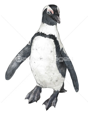 ペンギン 商用利用可能な写真素材 イラスト素材ならストックフォトの定額制ペイレスイメージズ