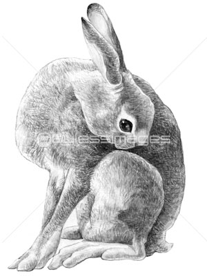 うさぎ 商用利用可能な写真素材 イラスト素材ならストックフォトの定額制ペイレスイメージズ うさぎ 商用利用可能な写真素材 イラスト素材ならストックフォトの定額制ペイレスイメージズ