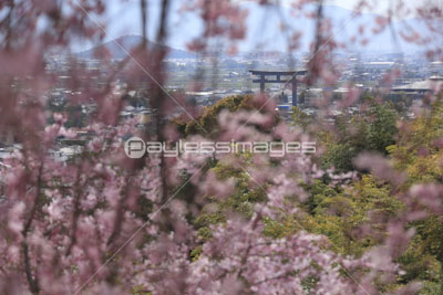 桜と大神神社大鳥居 商用利用可能な写真素材 イラスト素材ならストックフォトの定額制ペイレスイメージズ
