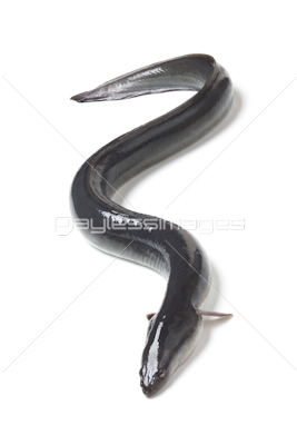 活ウナギの写真 イラスト素材 写真素材 ストックフォトの定額制ペイレスイメージズ