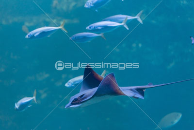 クロガネウシバナトビエイ 商用利用可能な写真素材・イラスト素材ならストックフォトの定額制ペイレスイメージズ