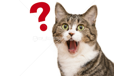 口を大きく開けた猫 商用利用可能な写真素材 イラスト素材ならストックフォトの定額制ペイレスイメージズ
