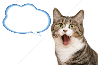 口を大きく開けた猫 商用利用可能な写真素材 イラスト素材ならストックフォトの定額制ペイレスイメージズ