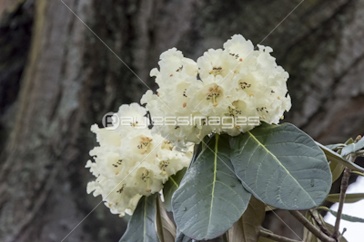 白いシャクナゲの花 商用利用可能な写真素材 イラスト素材ならストックフォトの定額制ペイレスイメージズ