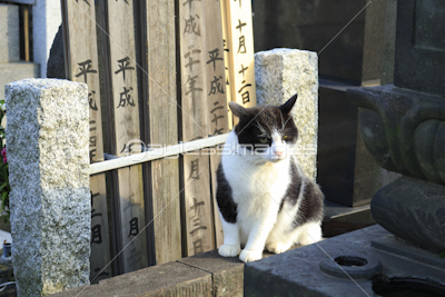 谷中霊園の猫 ストックフォトの定額制ペイレスイメージズ