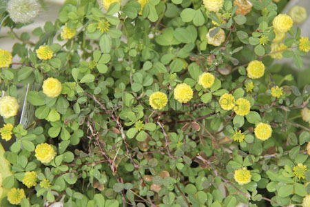 黄色の花のクローバー ストックフォトの定額制ペイレスイメージズ