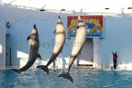 イルカのジャンプ 商用利用可能な写真素材 イラスト素材ならストックフォトの定額制ペイレスイメージズ