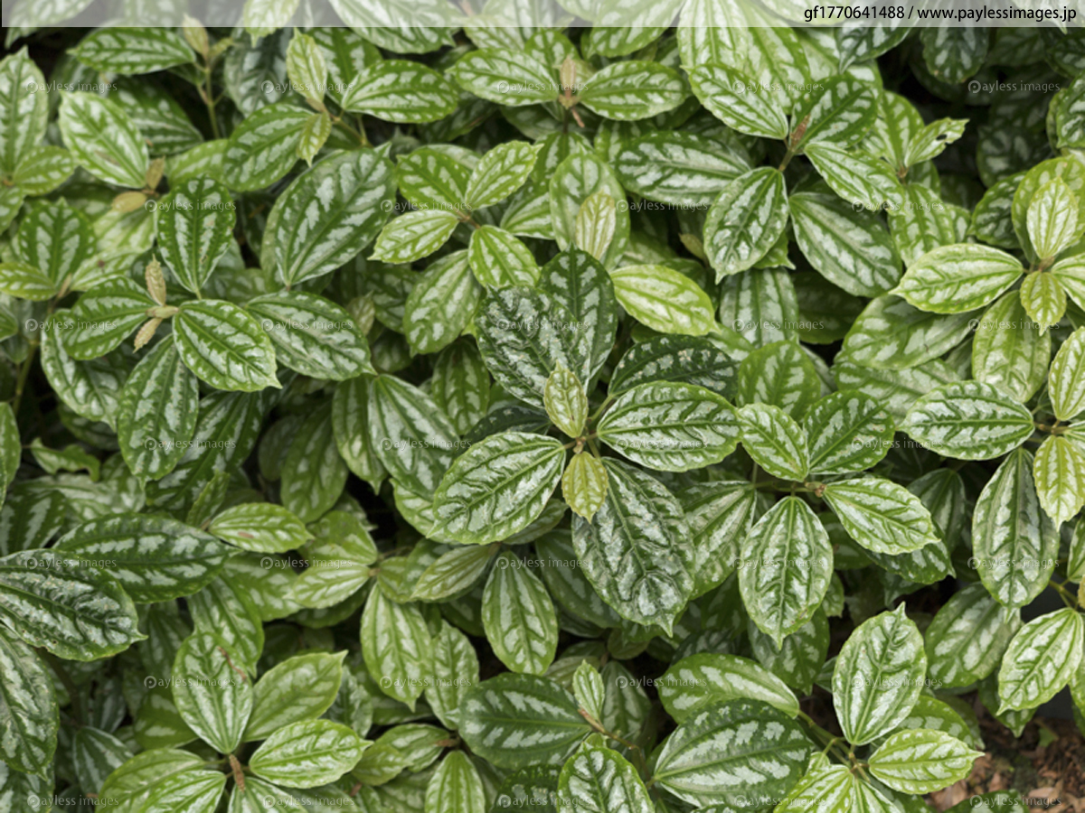 アサバソウ 商用利用可能な写真素材 イラスト素材ならストックフォトの定額制ペイレスイメージズ