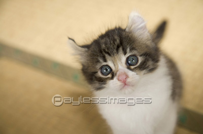 子猫 - 商用利用可能な写真素材・イラスト素材ならストックフォトの定額制ペイレスイメージズ