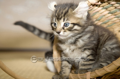 子猫 - 商用利用可能な写真素材・イラスト素材ならストックフォトの定額制ペイレスイメージズ
