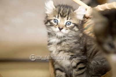 子猫 - 商用利用可能な写真素材・イラスト素材ならストックフォトの定額制ペイレスイメージズ
