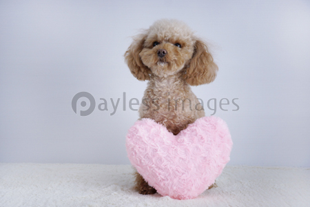 伏せをするトイプードル - 商用利用可能な写真素材・イラスト素材なら