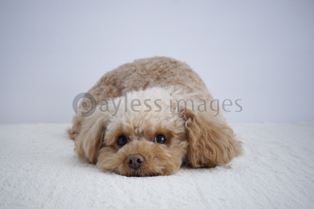 伏せをするトイプードル 商用利用可能な写真素材 イラスト素材ならストックフォトの定額制ペイレスイメージズ