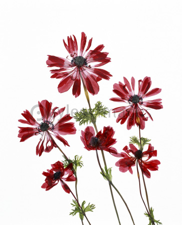 赤いアネモネの押し花 商用利用可能な写真素材 イラスト素材ならストックフォトの定額制ペイレスイメージズ