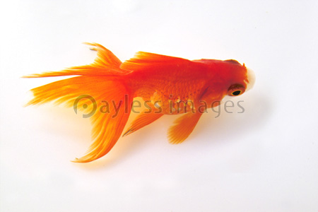 金魚 商用利用可能な写真素材 イラスト素材ならストックフォトの定額制ペイレスイメージズ 金魚 商用利用可能な写真素材 イラスト素材ならストックフォトの定額制ペイレスイメージズ