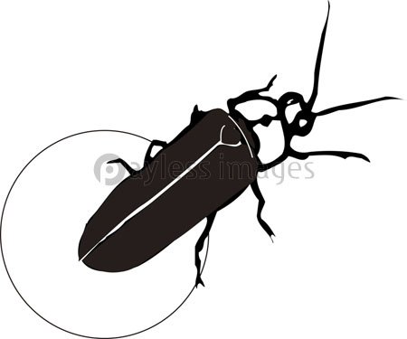 ホタルの写真 イラスト素材 写真素材 ストックフォトの定額制ペイレスイメージズ