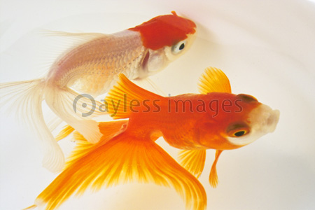2匹の金魚 - 商用利用可能な写真素材・イラスト素材ならストック